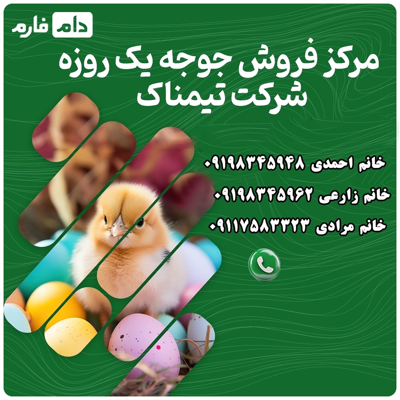 مرکز_فروش_جوجه_یک_روزه_شرکت_تیمناک___90001101