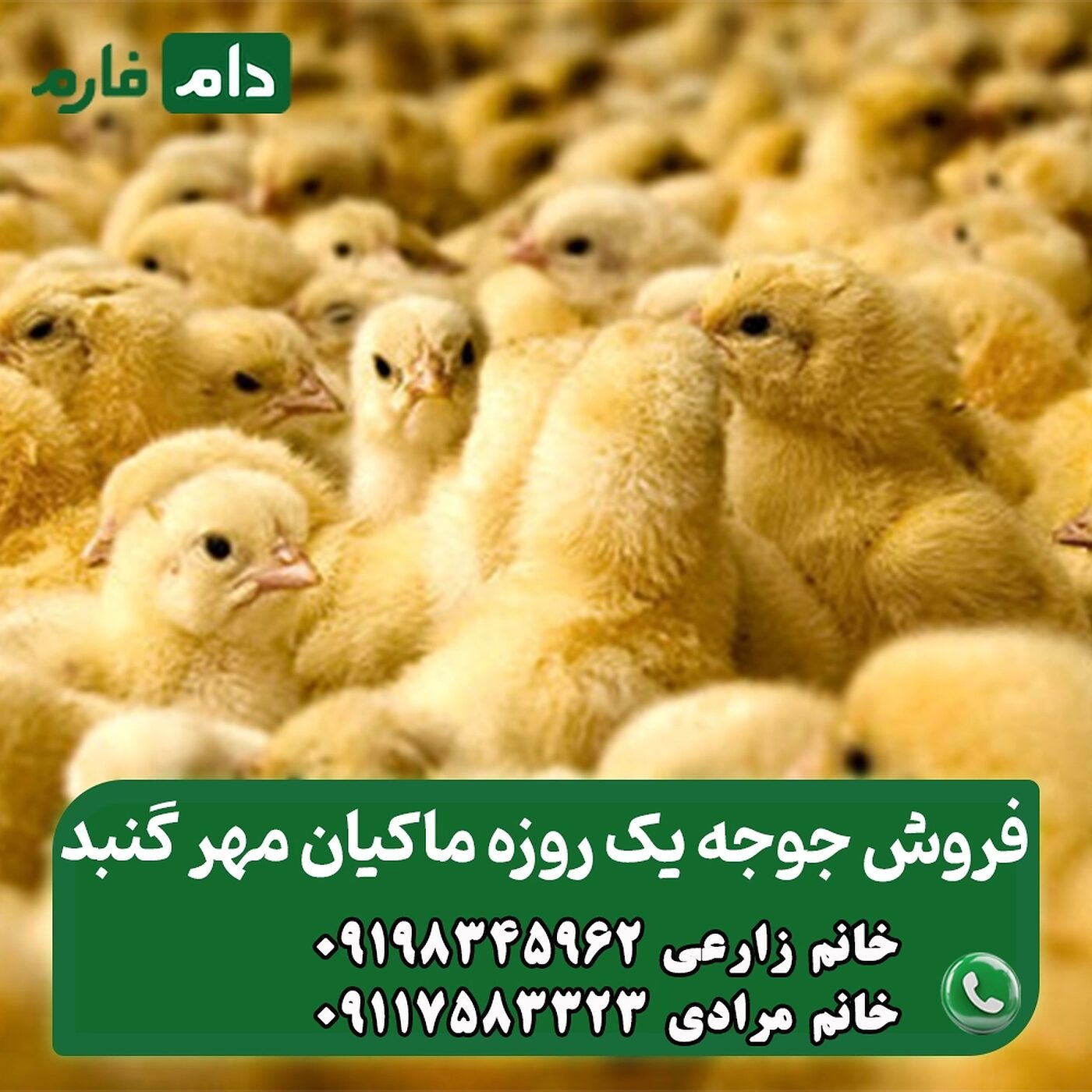 فروش_جوجه_یک_روزه_ماکیان_مهر_گنبد_90001101