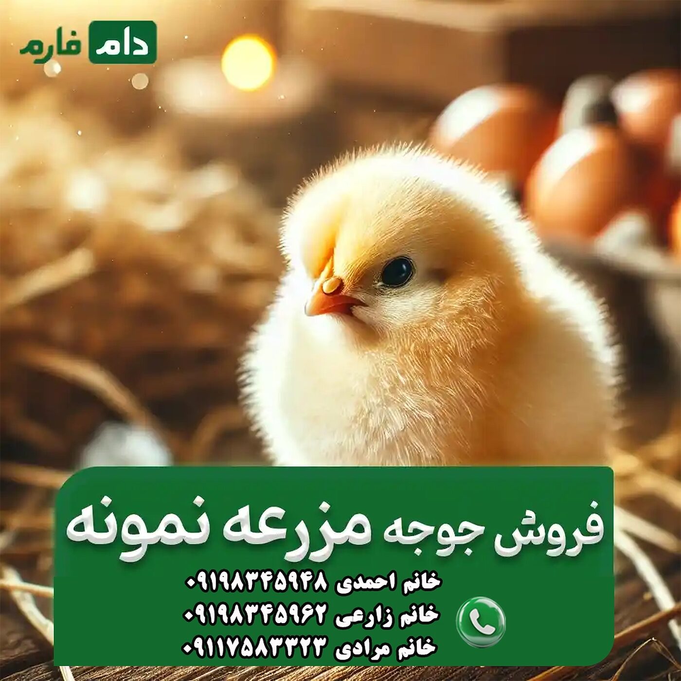 فروش_جوجه_مزرعه_نمونه_90001101