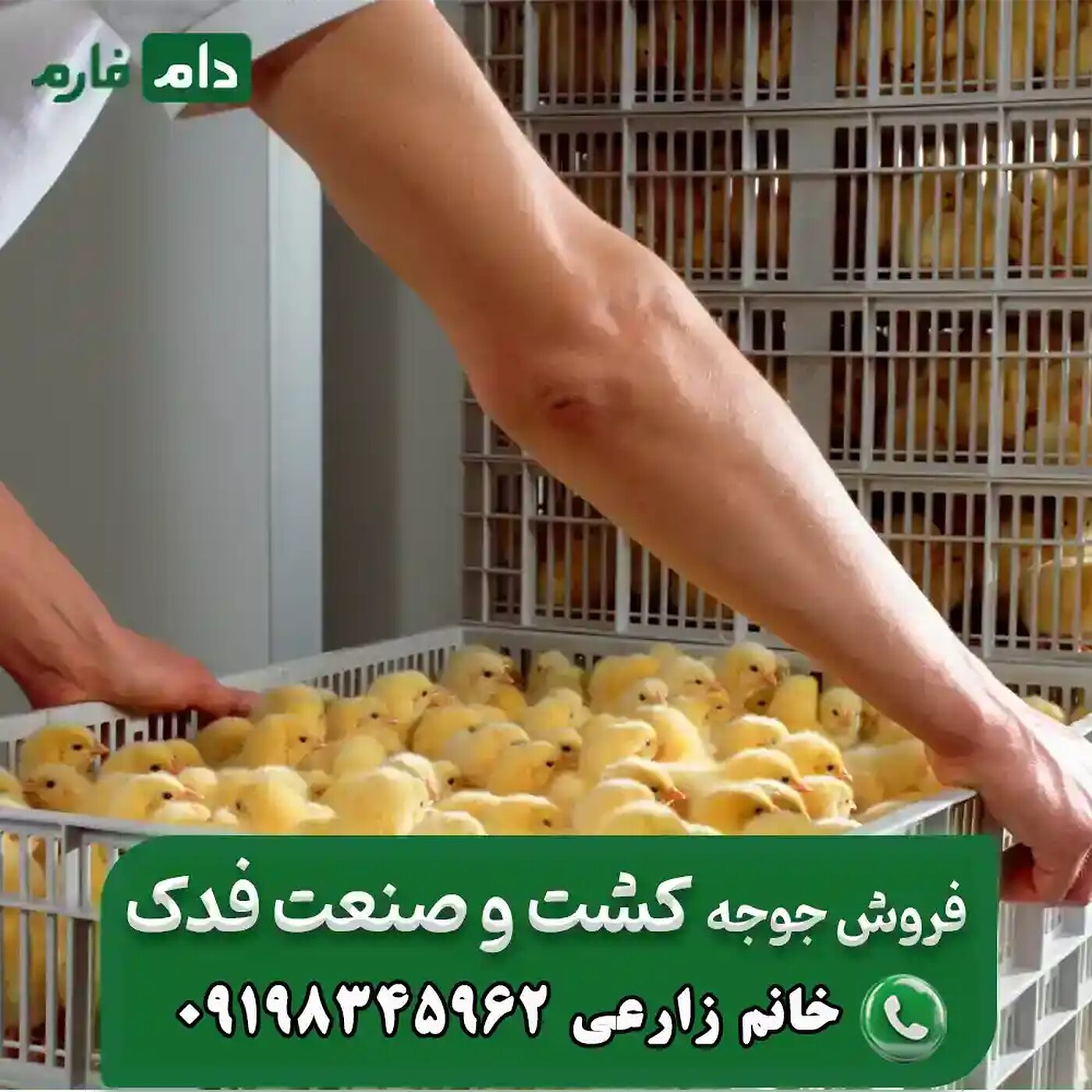 فروش_جوجه_یک_روزه_شرکت_کشت_و_صنعت_فدک_90001101