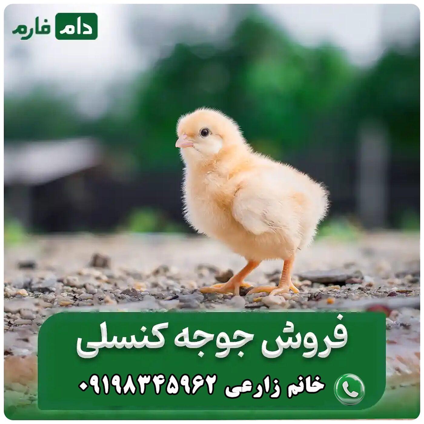 فروش_جوجه‌_کنسلی__90001101