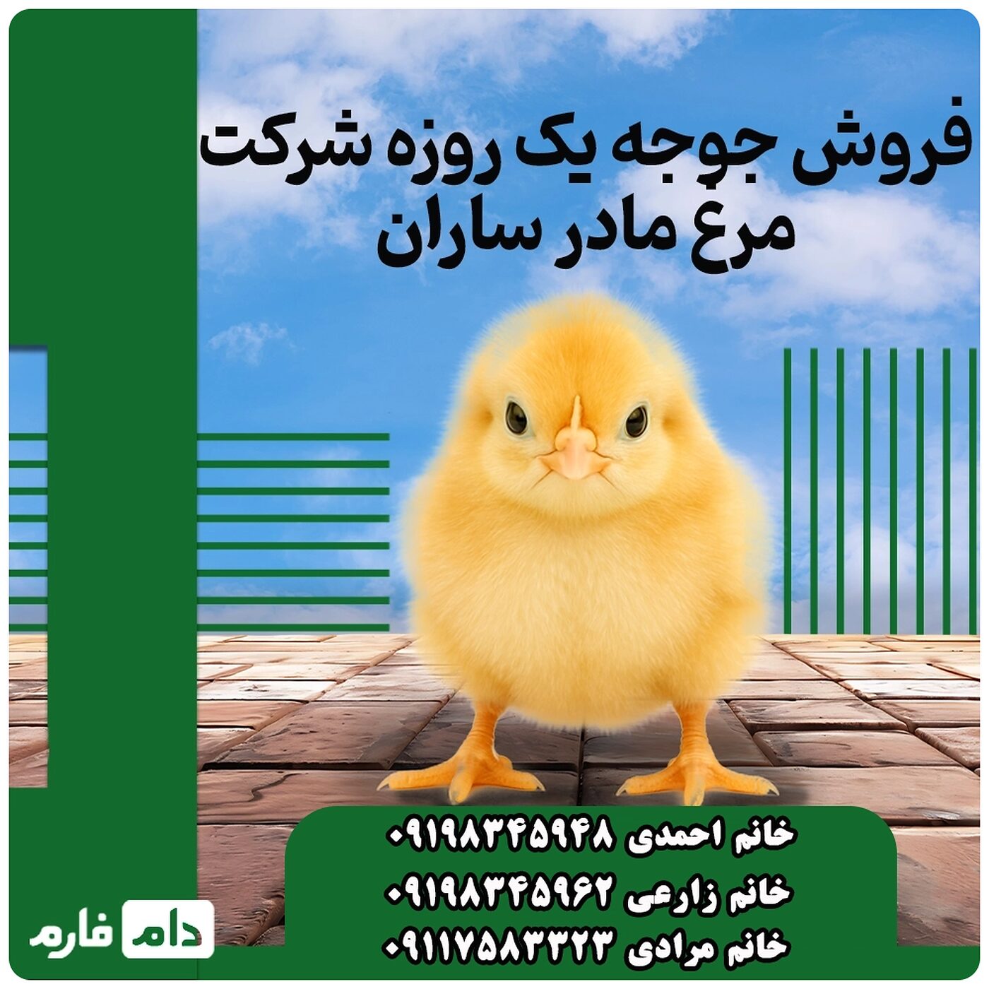 فروش_جوجه_یک_روزه_شرکت_ساران_90001101