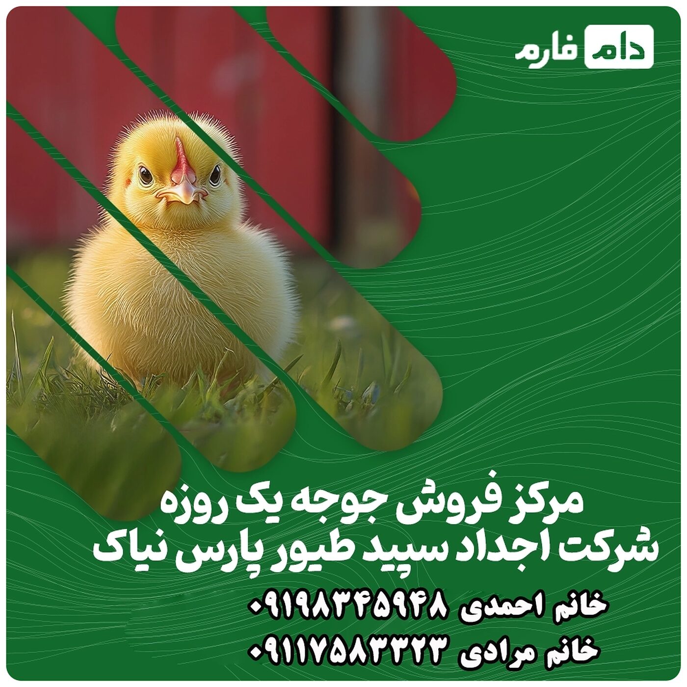 فروش_جوجه_یک_روزه_شرکت_اجداد_سپید_طیور_پارس_نیاک_90001101