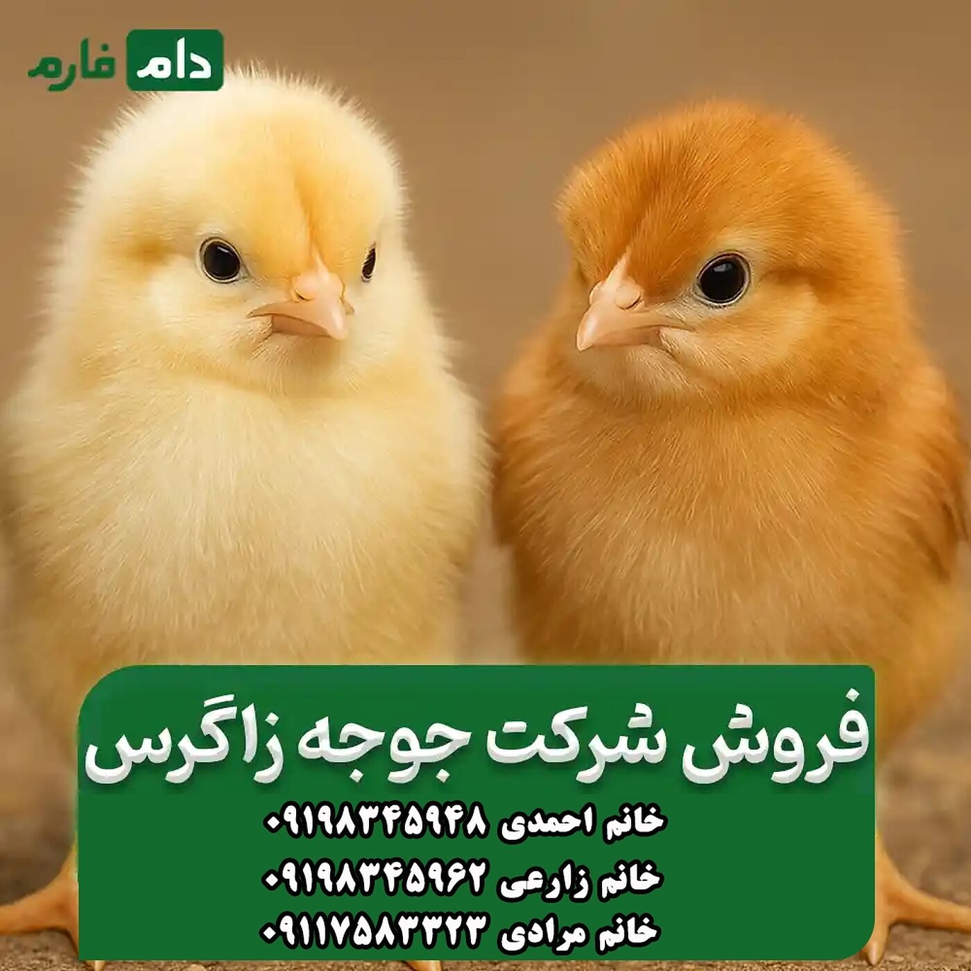 فروش_شرکت_جوجه_زاگرس__90001101