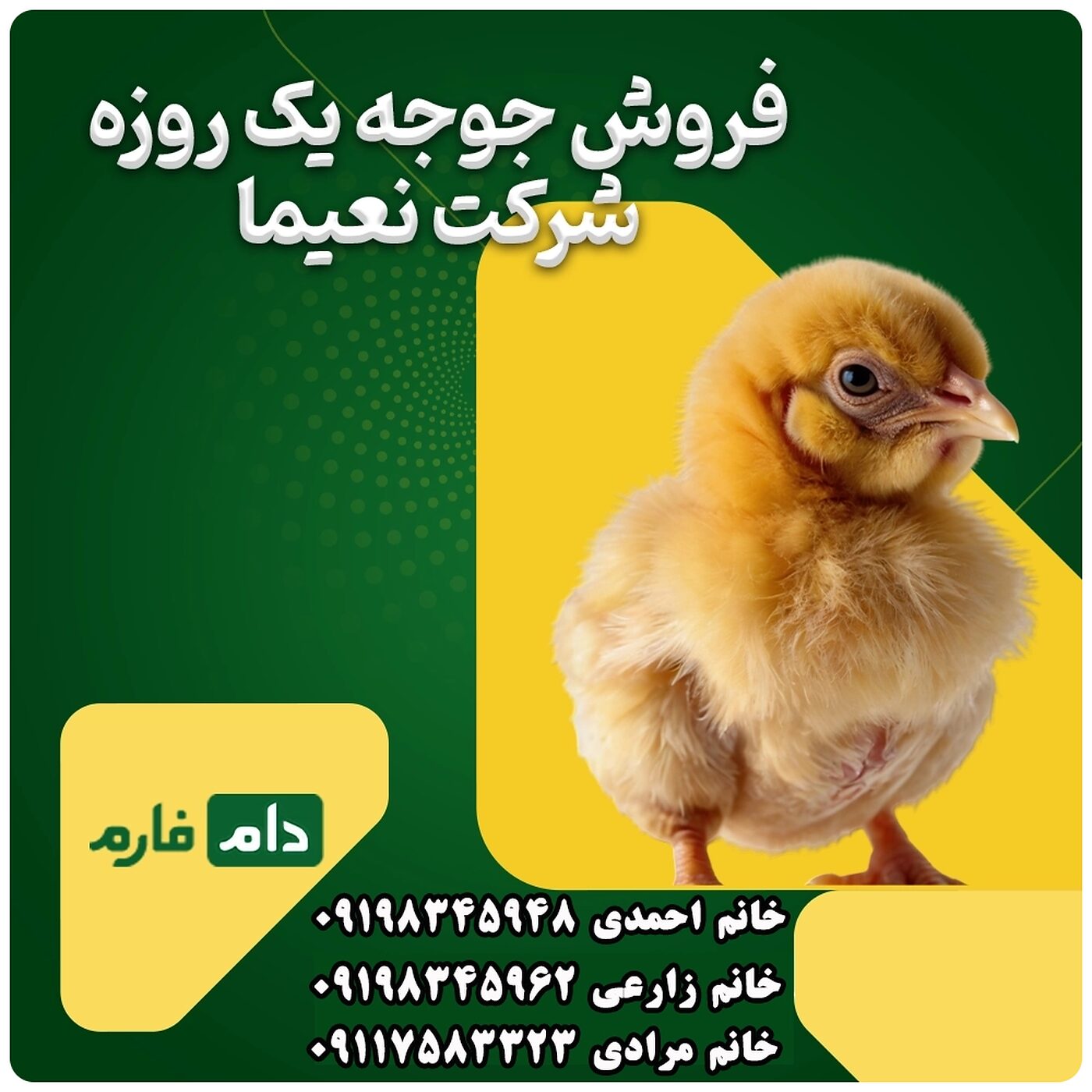 فروش_جوجه_یک_روزه_شرکت_نعیما__90001101