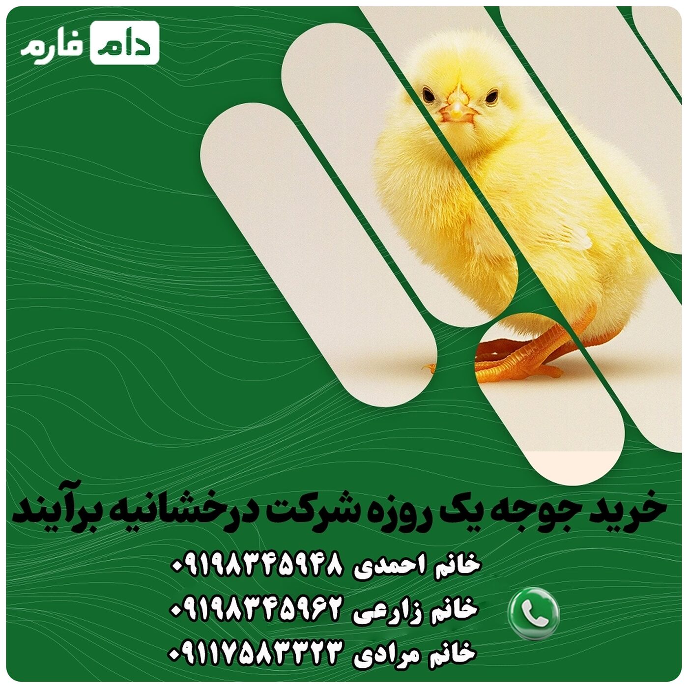 خرید_جوجه_یک_روزه_شرکت_درخشانیه_برآیند__90001101