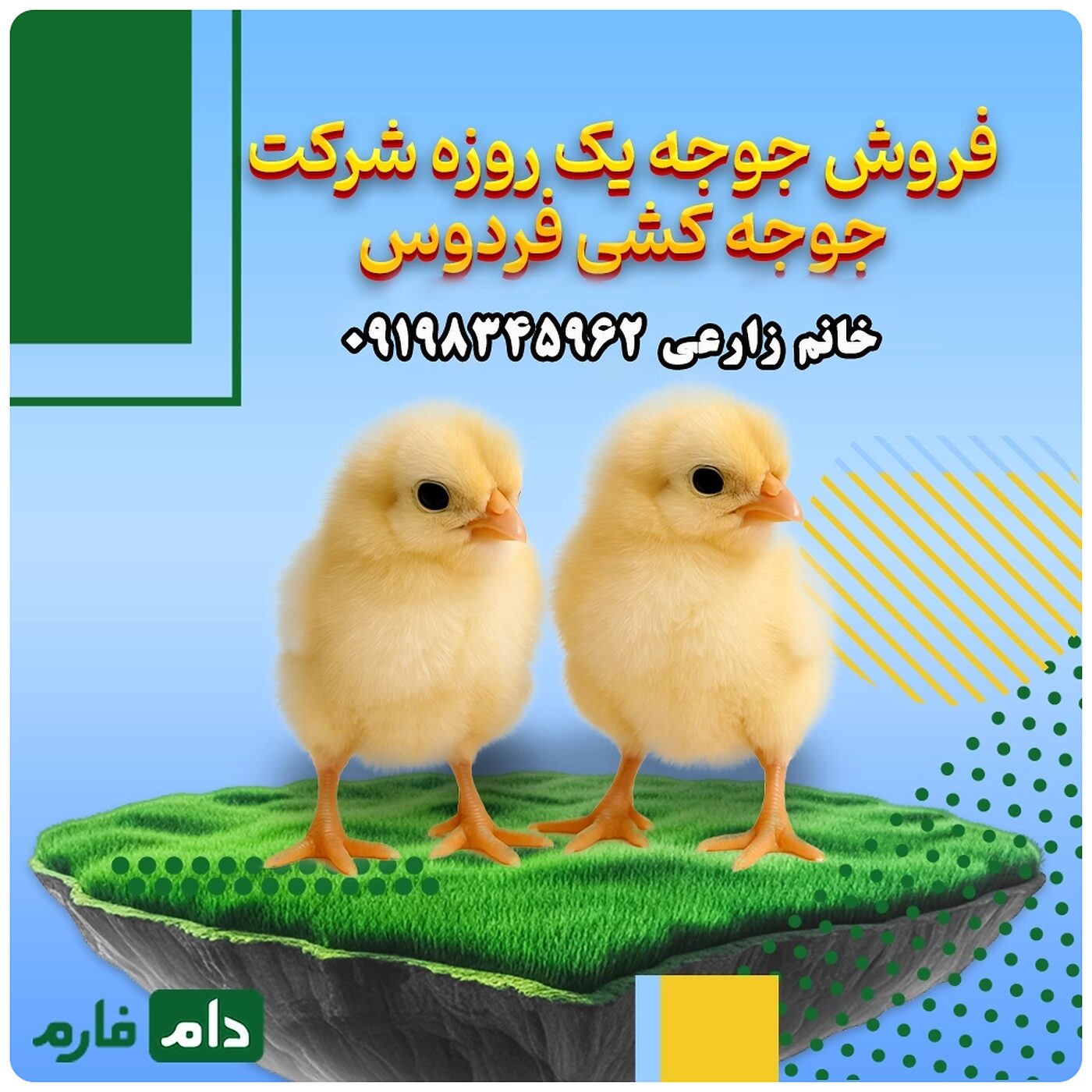 فروش_جوجه_یک_روزه_شرکت_جوجه_کشی_فردوس__90001101