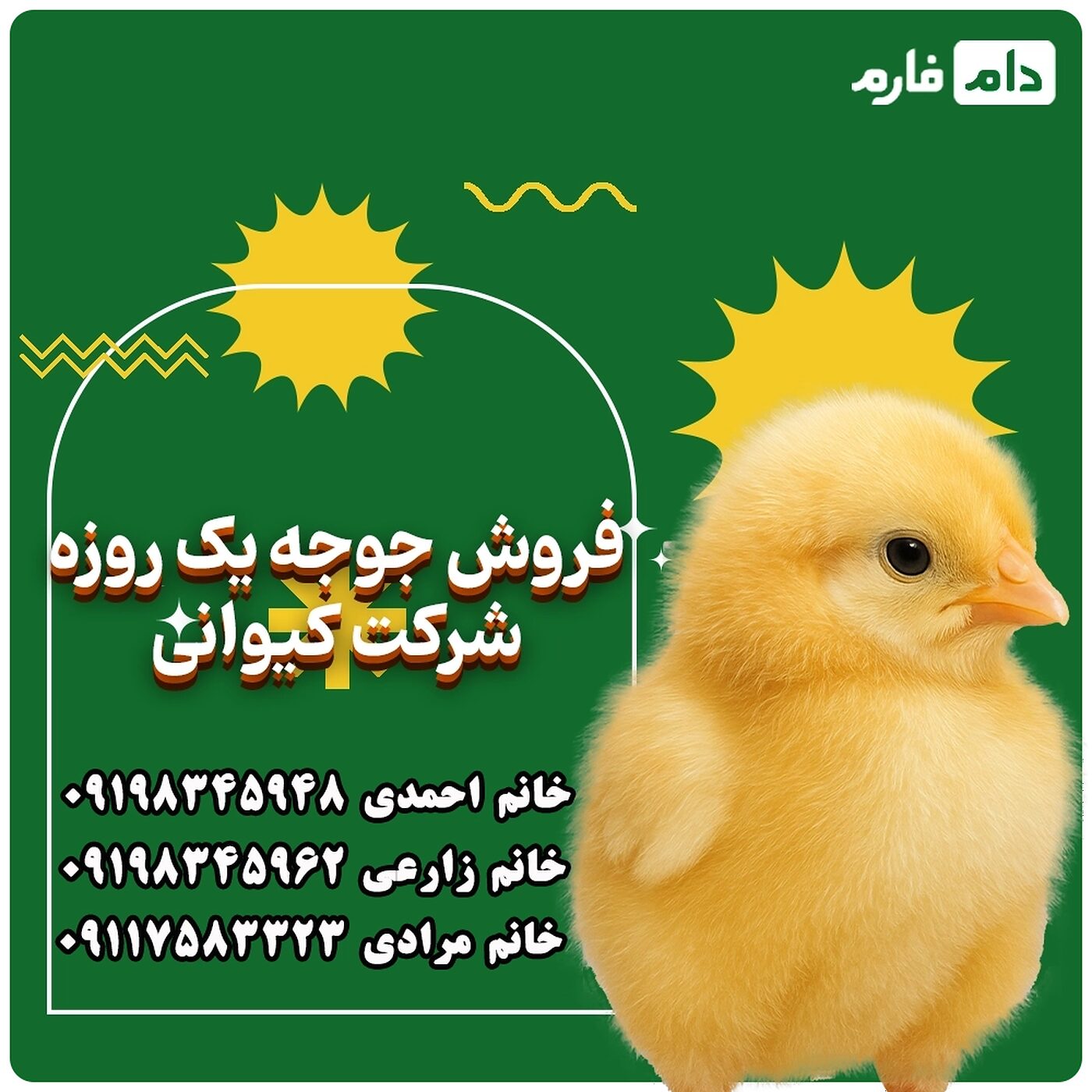 فروش_جوجه_یک_روزه_شرکت_کیوانی_90001101