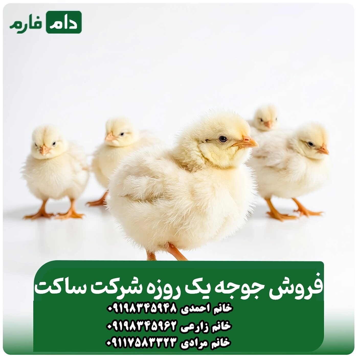 فروش_جوجه_یک_روزه_شرکت_ساکت_ 90001101