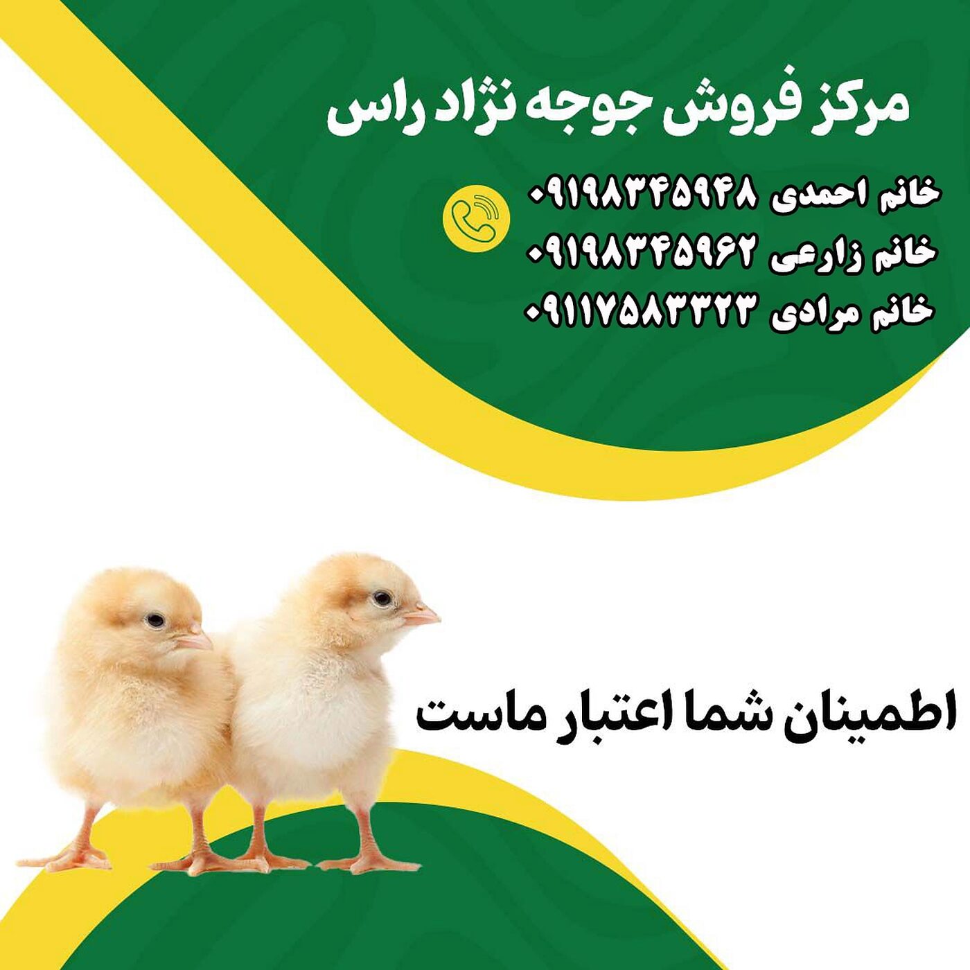 مرکز_فروش_جوجه_یک_روزه_نژاد_کاب_90001101
