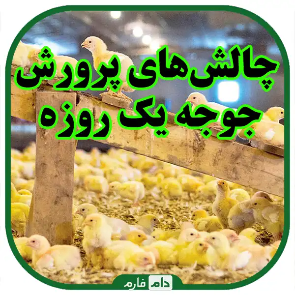 The-role-of-day-old-chicken-breeding-in-sustainable-agriculture