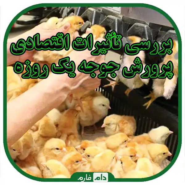 The-role-of-day-old-chicken-breeding-in-sustainable-agriculture