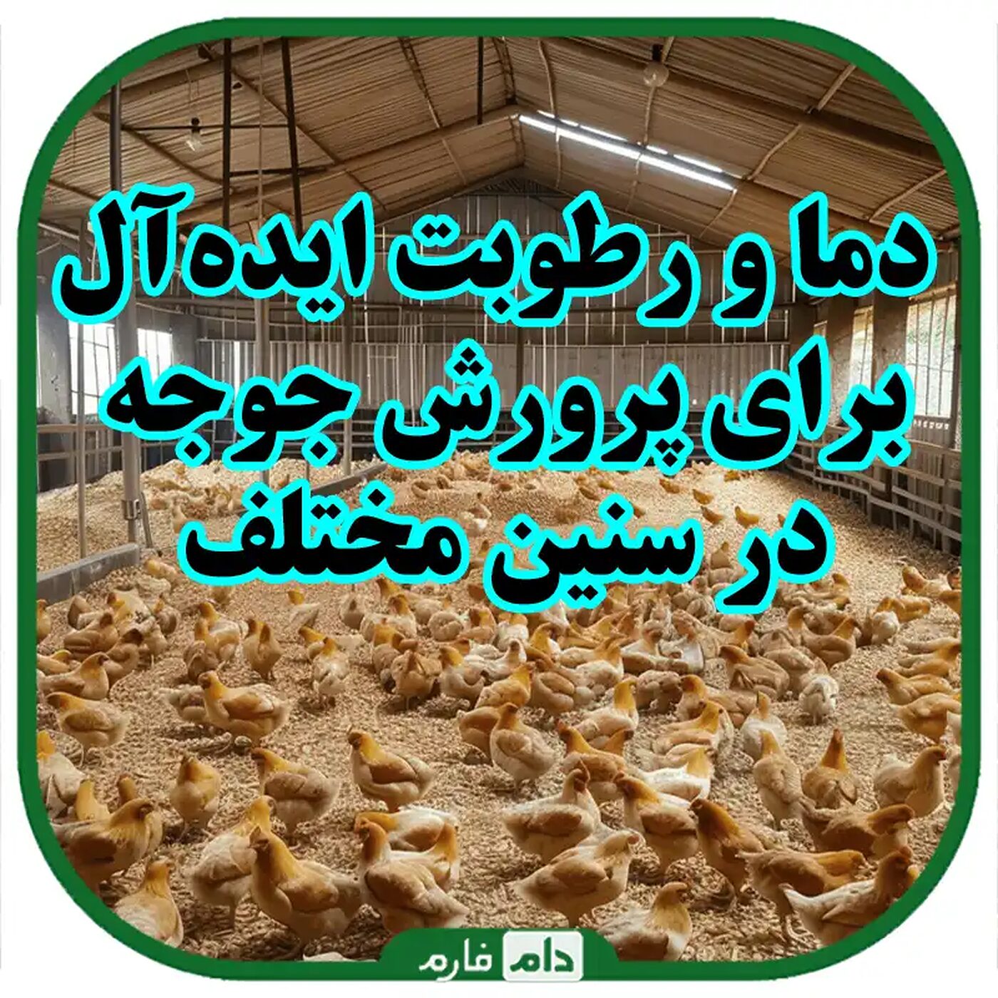 دما_و_رطوبت_ایده‌آل_برای_پرورش_جوجه_در_سنین_مختلف