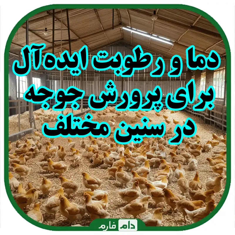 دما_و_رطوبت_ایده‌آل_برای_پرورش_جوجه_در_سنین_مختلف