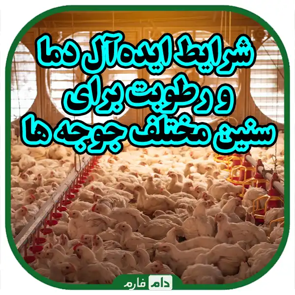 Temperature-and-ideal-for-breeding-chickens-of-different-ages
