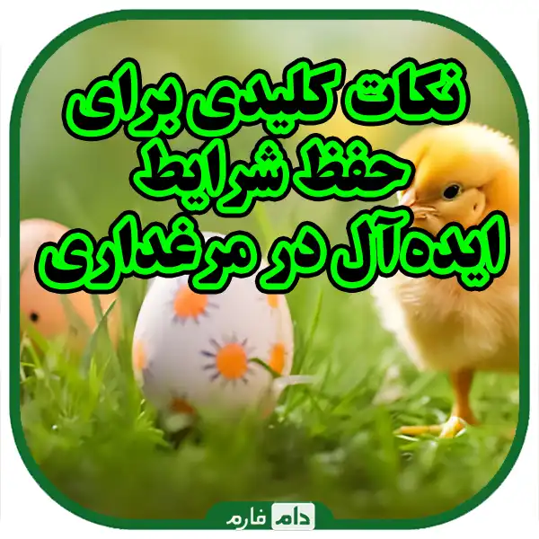 Temperature-and-ideal-for-breeding-chickens-of-different-ages