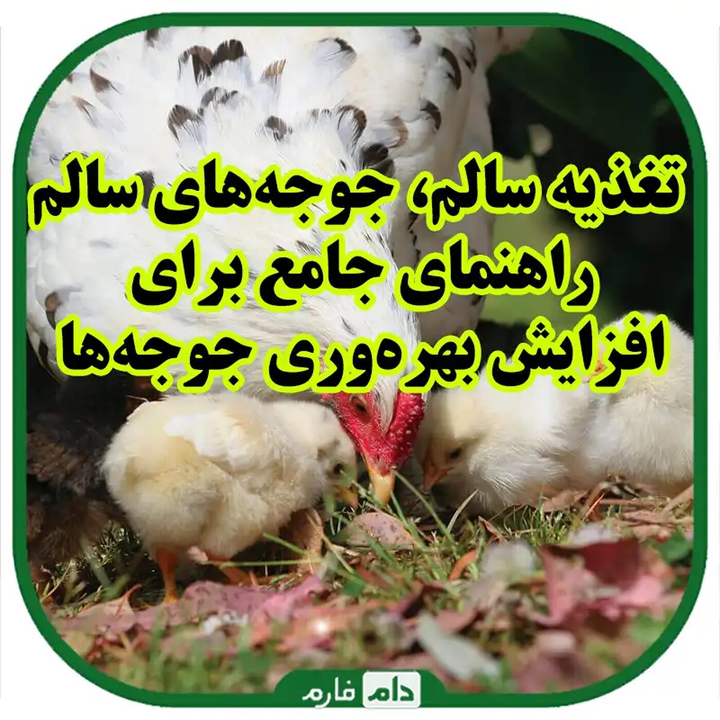 بهترین_روش‌های_تغذیه_جوجه‌ها_برای_افزایش_بهره‌وری