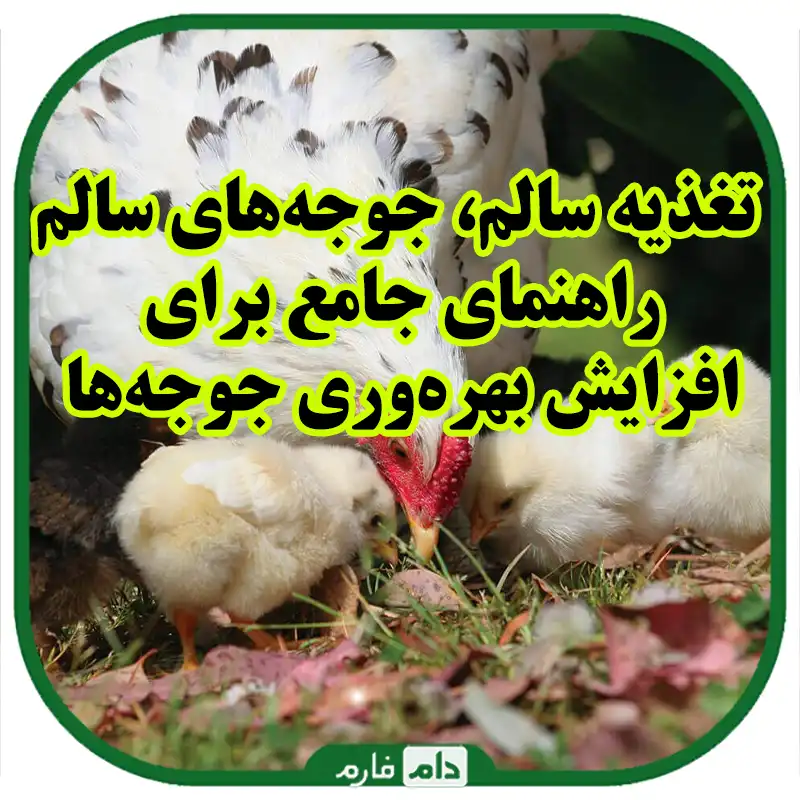 بهترین_روش‌های_تغذیه_جوجه‌ها_برای_افزایش_بهره‌وری