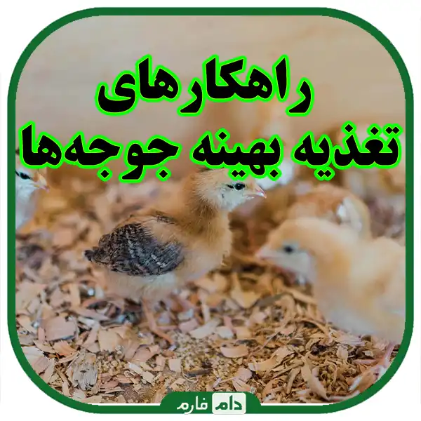 The-best-methods-of-feeding-chickens-to-increase-productivity