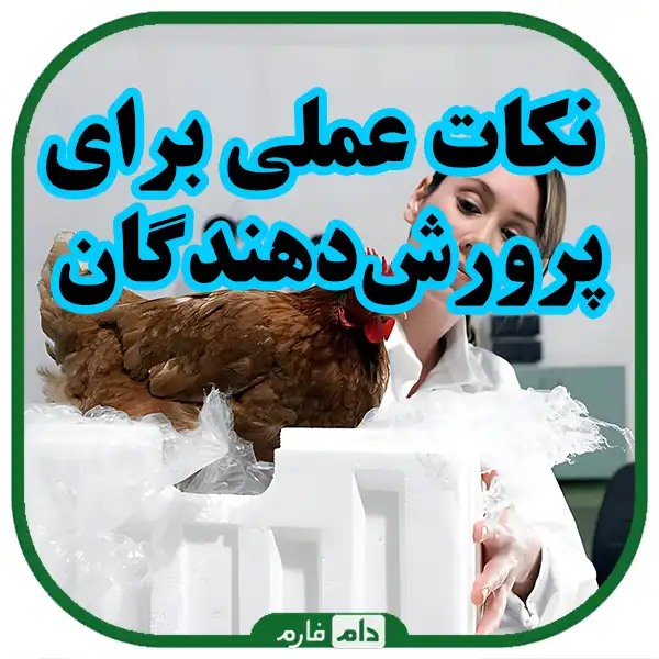 The-best-methods-of-feeding-chickens-to-increase-productivity