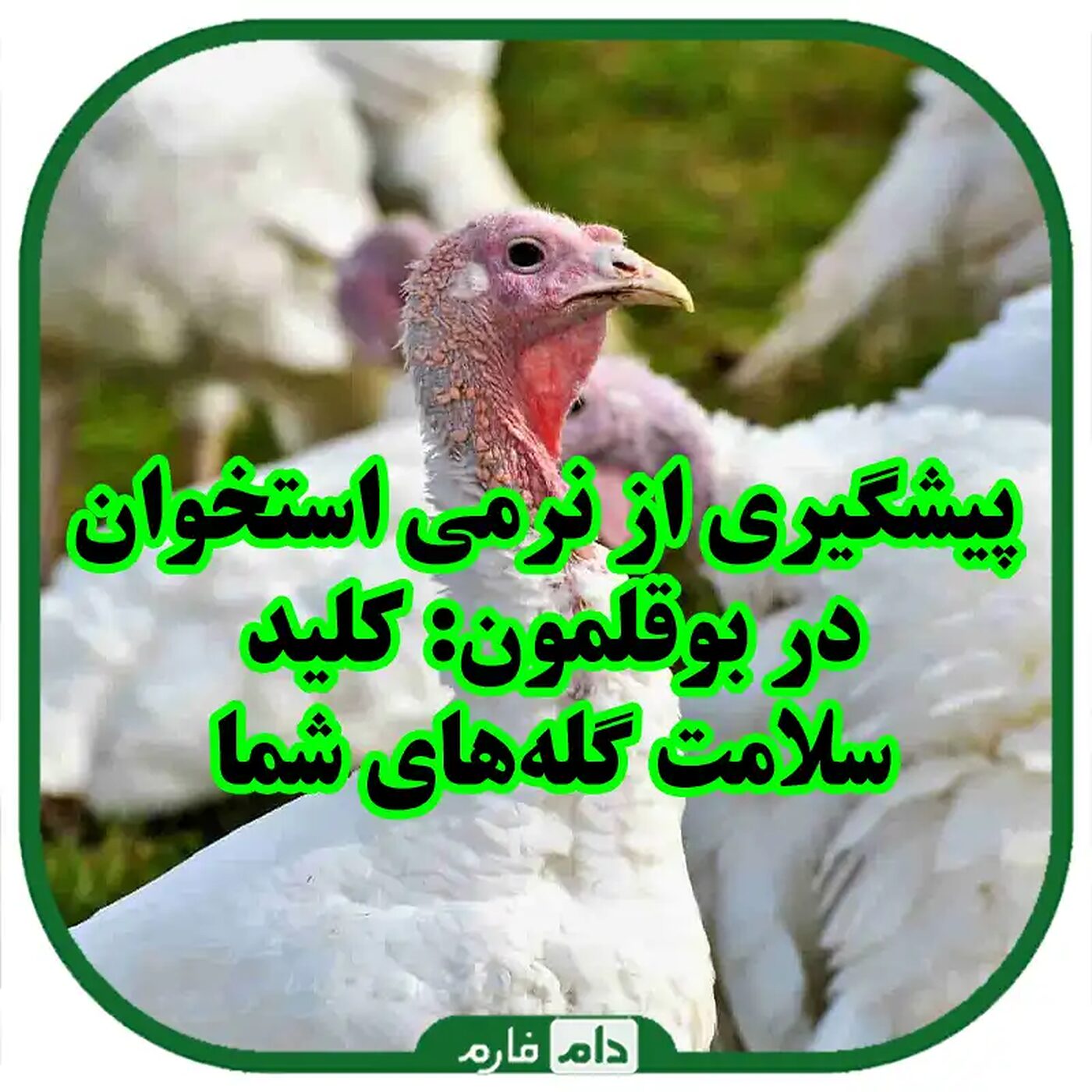بیماری_نرمی_استخوان_در_بوقلمون_ها