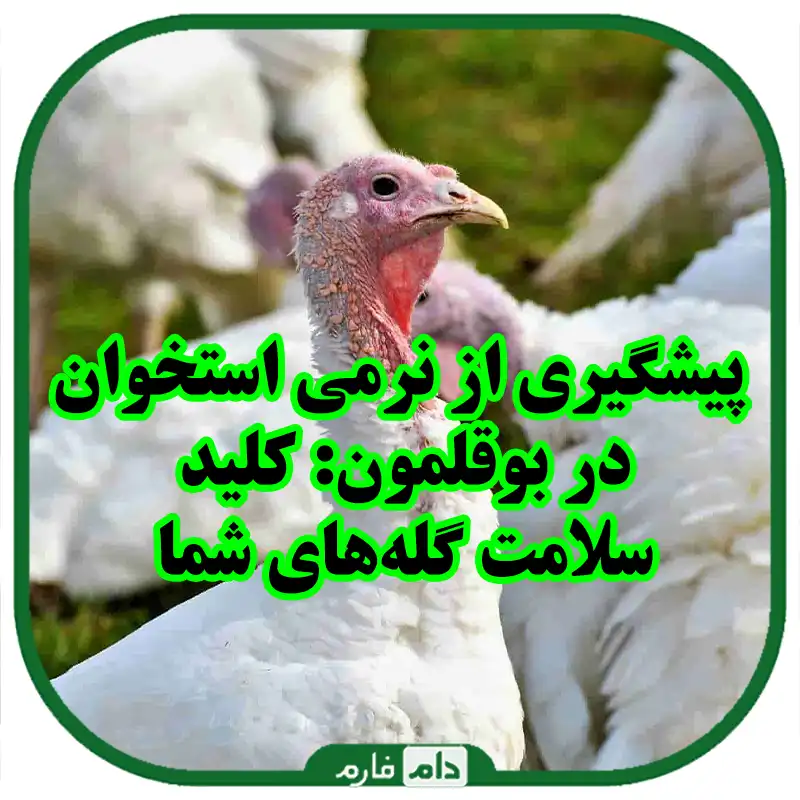 بیماری_نرمی_استخوان_در_بوقلمون_ها