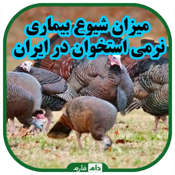 Osteoporosis-in-turkeys