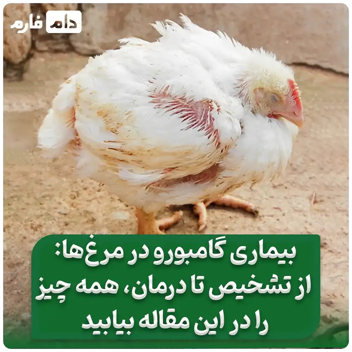 بیماری_گامبورو_در_مرغ_گوشتی_|_گامبورو:_ایدز_در_مرغ_های_گوشتی