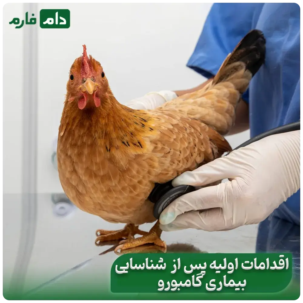 Gamboro-disease-in-chickens:-from-diagnosis-to-treatment,-find-out-everything-in-this-article