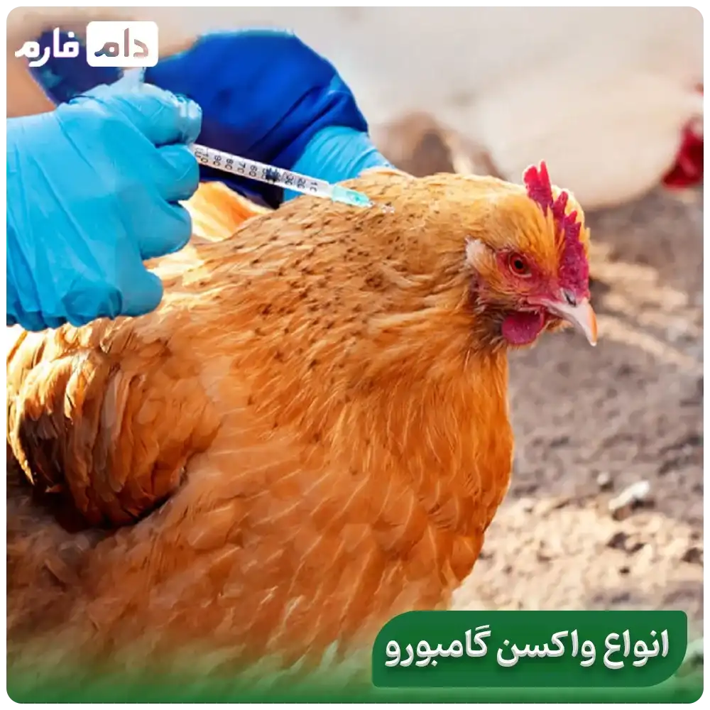 Gamboro-disease-in-chickens:-from-diagnosis-to-treatment,-find-out-everything-in-this-article