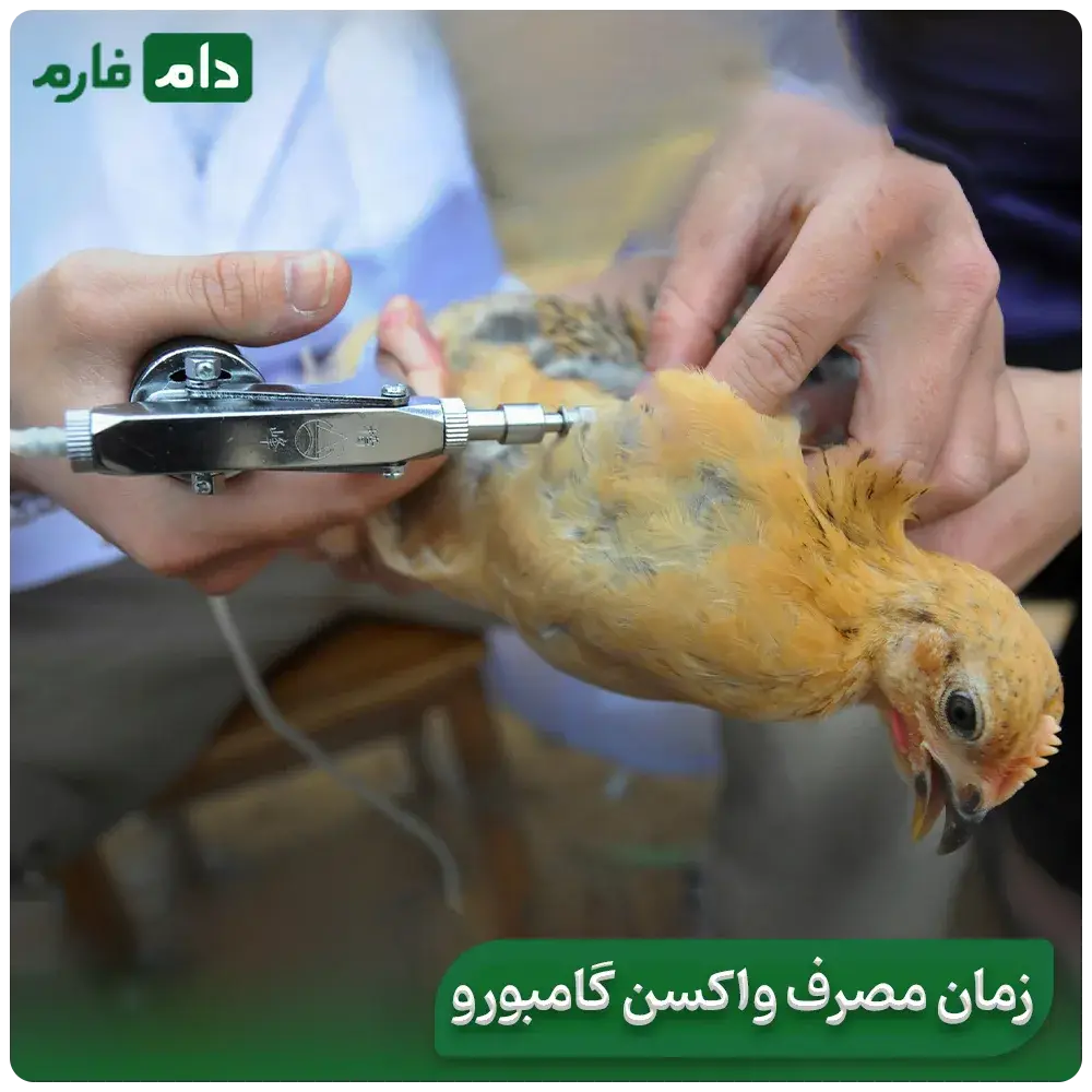 Gamboro-disease-in-chickens:-from-diagnosis-to-treatment,-find-out-everything-in-this-article