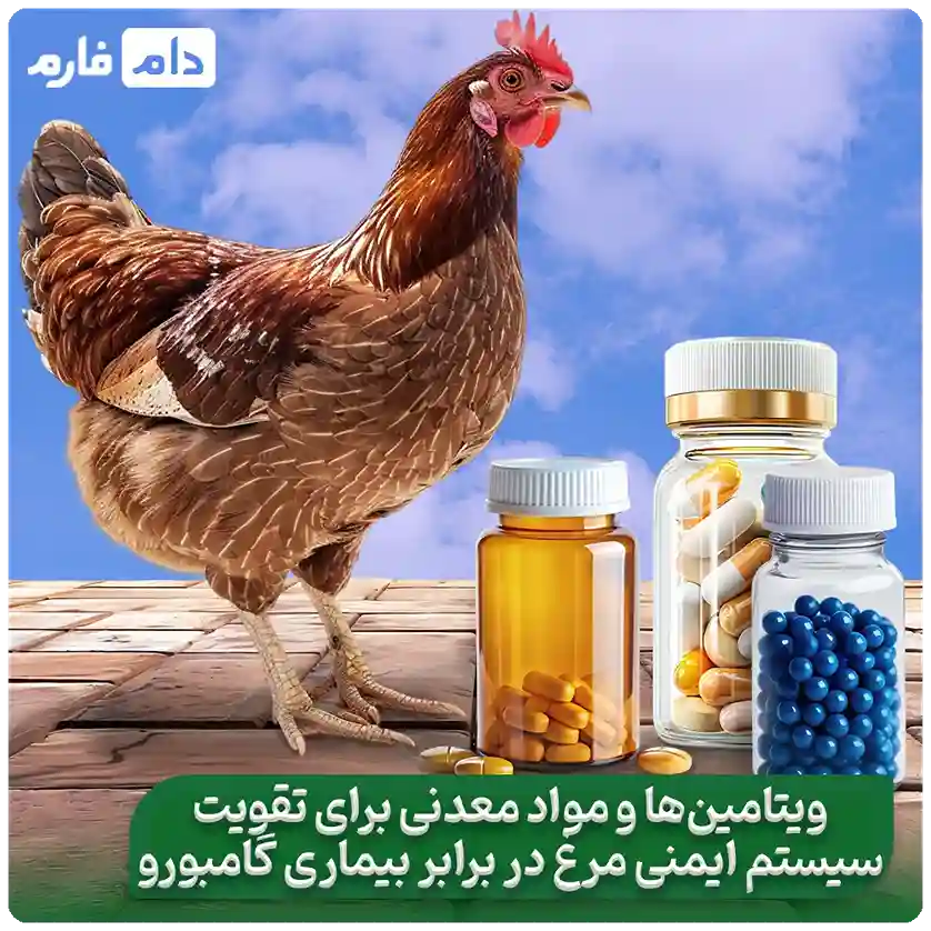 Gamboro-disease-in-chickens:-from-diagnosis-to-treatment,-find-out-everything-in-this-article
