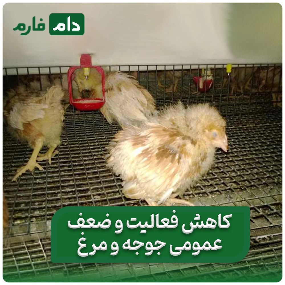Gamboro-disease-in-chickens:-from-diagnosis-to-treatment,-find-out-everything-in-this-article
