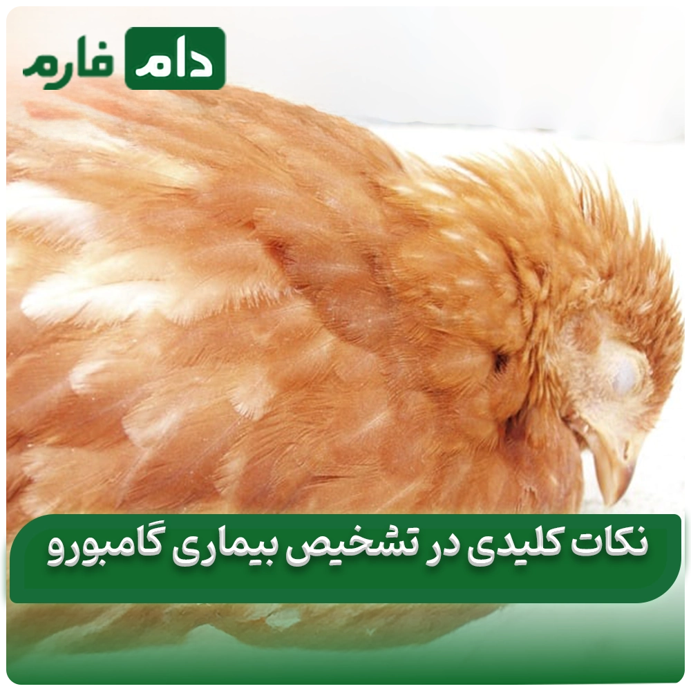 Gamboro-disease-in-chickens:-from-diagnosis-to-treatment,-find-out-everything-in-this-article