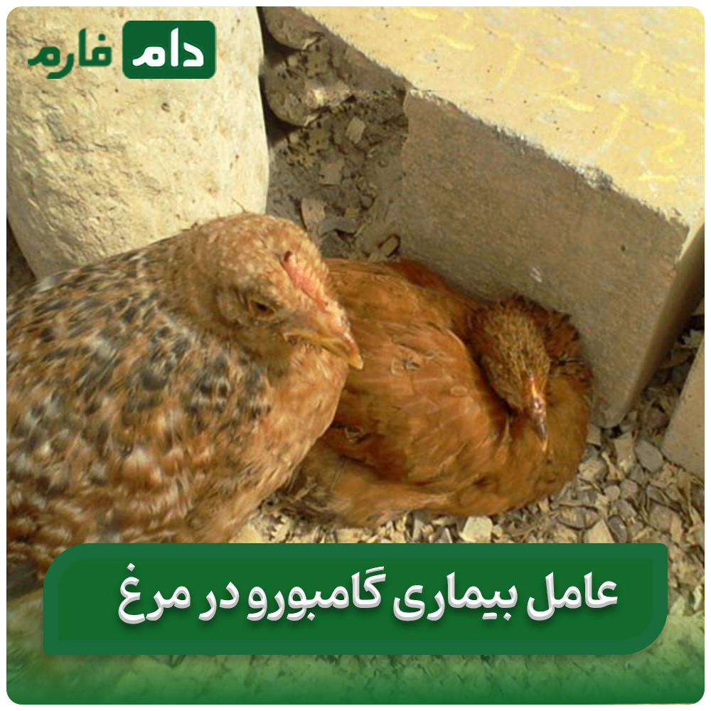 Gamboro-disease-in-chickens:-from-diagnosis-to-treatment,-find-out-everything-in-this-article