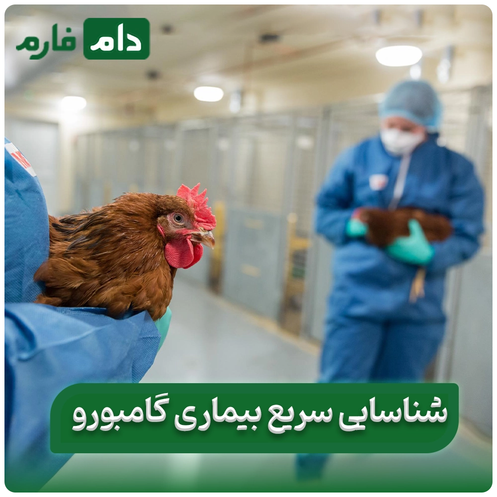 Gamboro-disease-in-chickens:-from-diagnosis-to-treatment,-find-out-everything-in-this-article