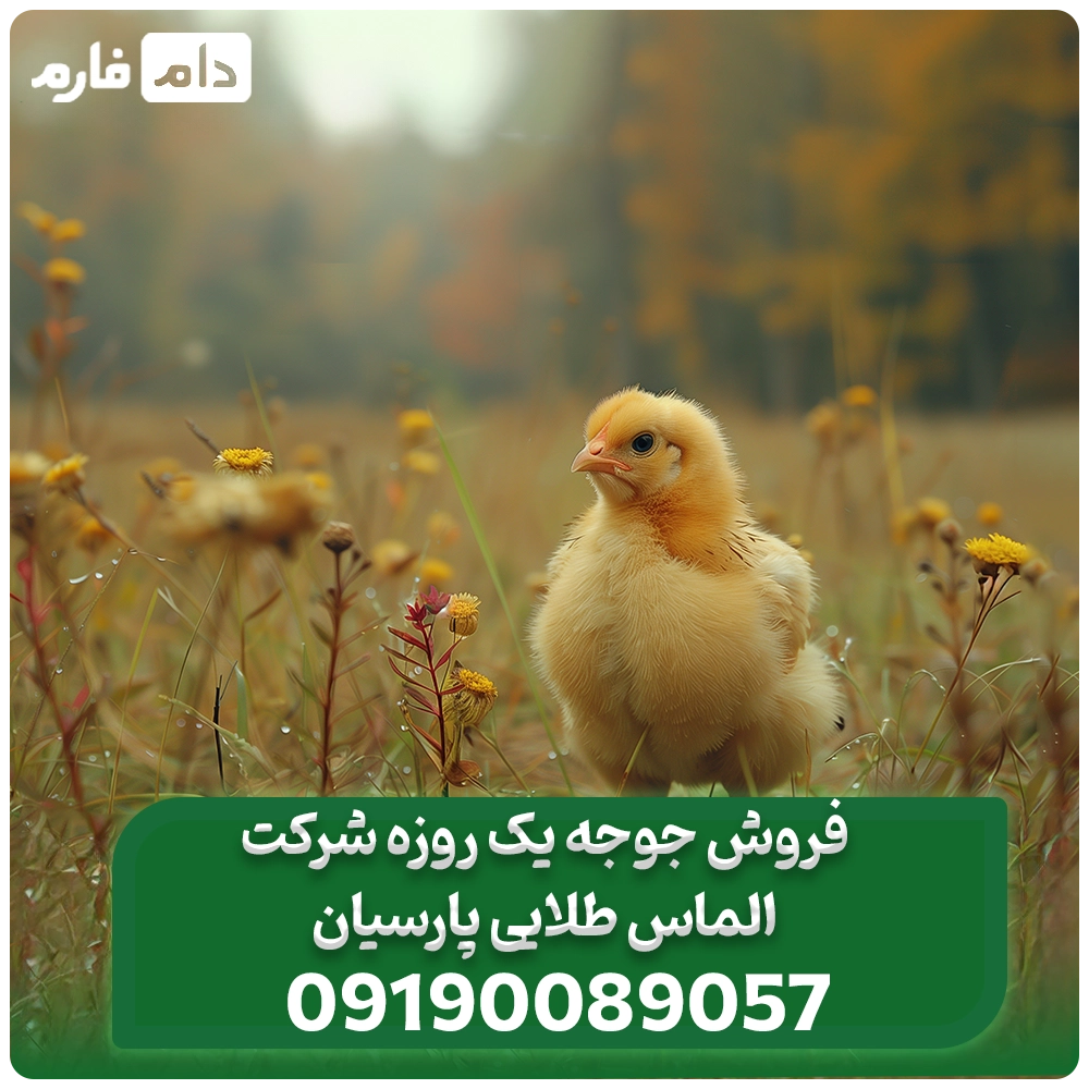 فروش_جوجه_یک_روزه_شرکت_الماس_طلایی_پارسیان09190089057