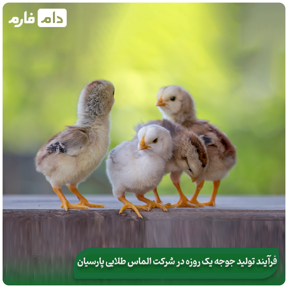 Selling-one-day-old-chicks-from-Almas-Talaei-Parsian-Company