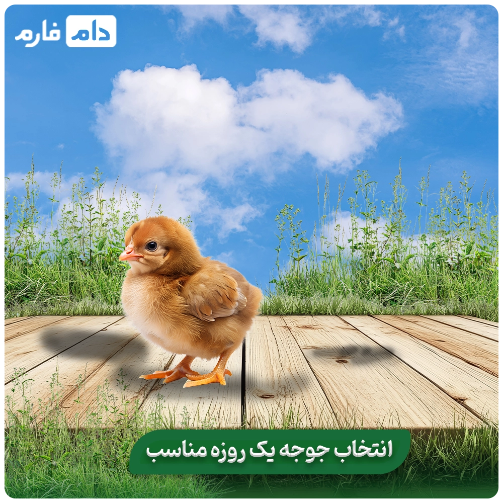 Selling-one-day-old-chicks-from-Almas-Talaei-Parsian-Company