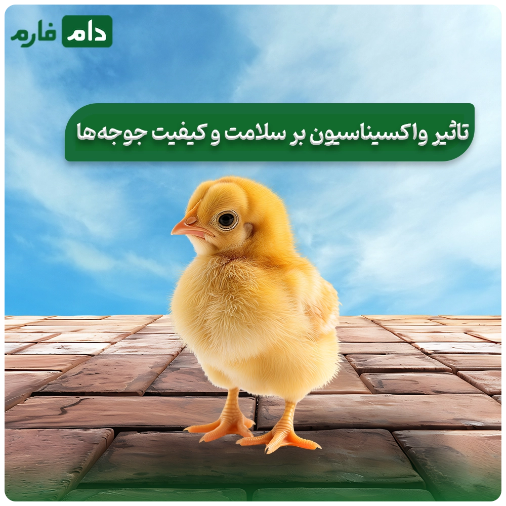 Selling-one-day-old-chicks-from-Almas-Talaei-Parsian-Company