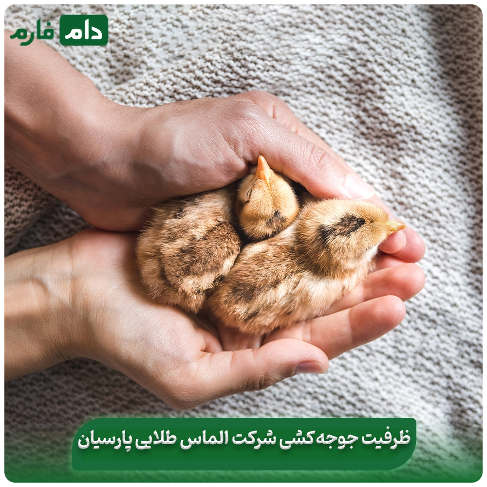 Selling-one-day-old-chicks-from-Almas-Talaei-Parsian-Company