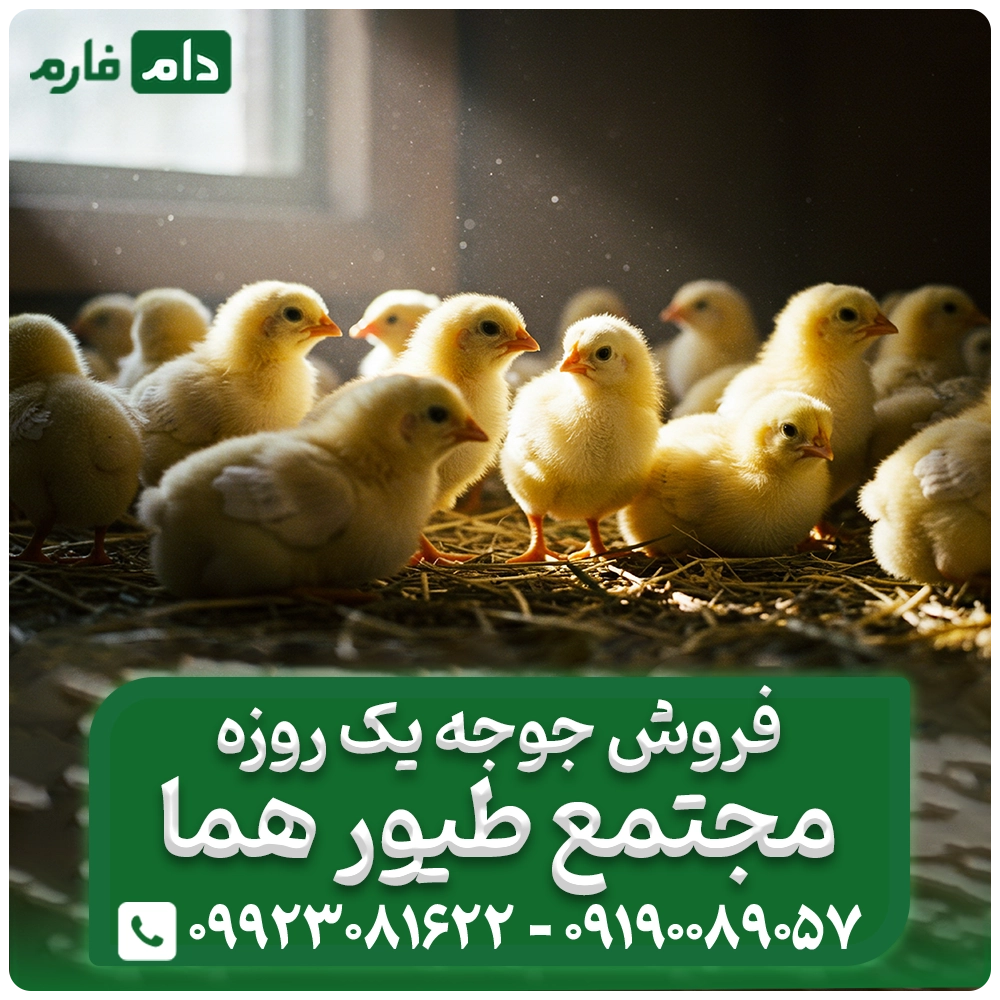 فروش_جوجه_یک_روزه_مجتمع_طیور_هما09190089057