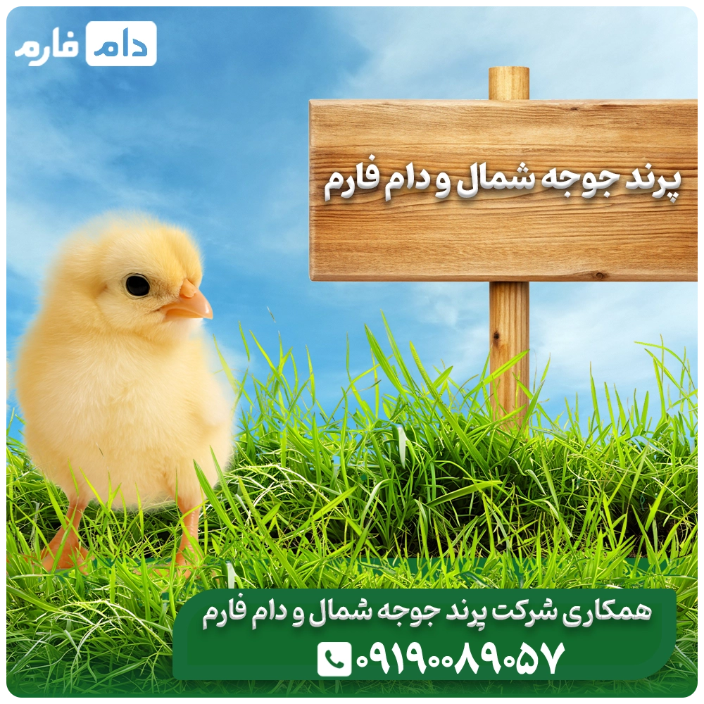 Parand-Joja-Shomal-Company's-one-day-chick-sales-center