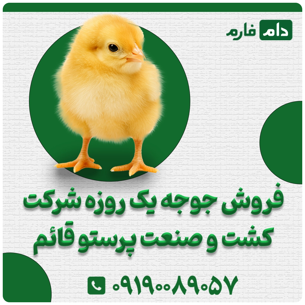 فروش_جوجه_یک_روزه_شرکت_کشت_و_صنعت_پرستو_قائم