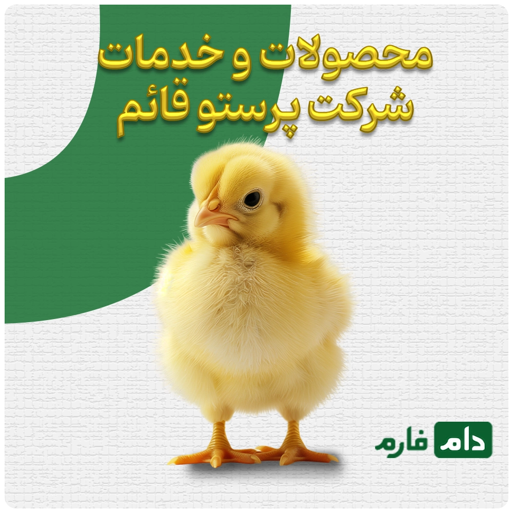 Selling-one-day-old-chicks-from-Parasto-Ghaem-Agriculture-and-Industry-Company