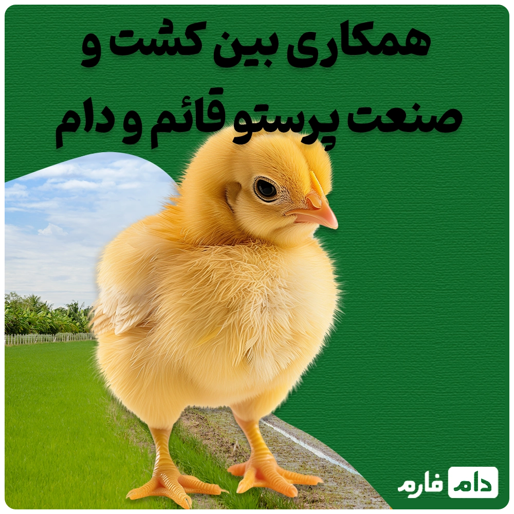 Selling-one-day-old-chicks-from-Parasto-Ghaem-Agriculture-and-Industry-Company