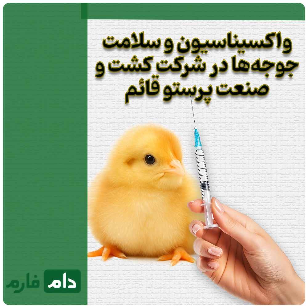 Selling-one-day-old-chicks-from-Parasto-Ghaem-Agriculture-and-Industry-Company