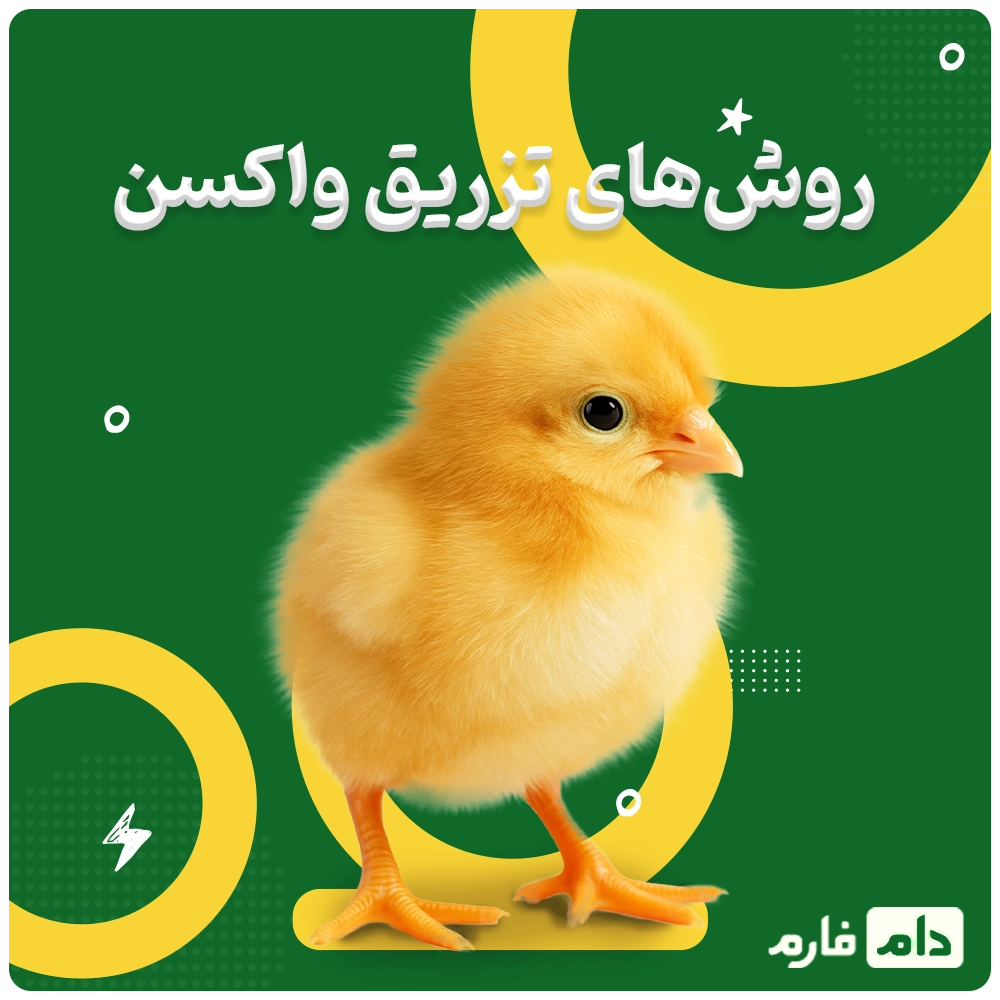 Selling-one-day-old-chicks-from-Parasto-Ghaem-Agriculture-and-Industry-Company