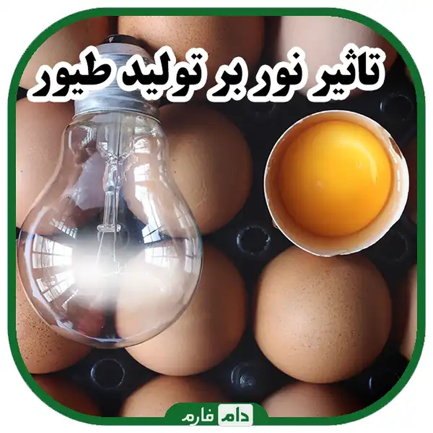 تاثیر_نور_بر_تولید_طیور