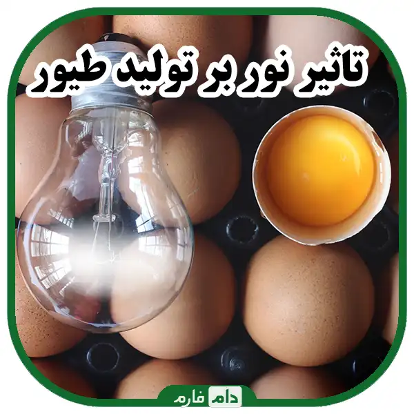 تاثیر_نور_بر_تولید_طیور